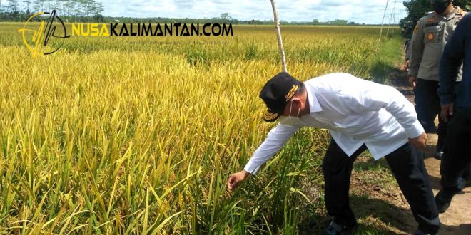 Padi Siap Panen