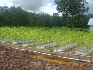 kebun2