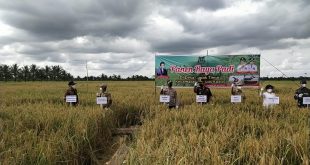 Panen Raya
