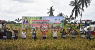 Panen Raya