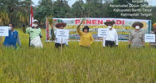 Panen Padi
