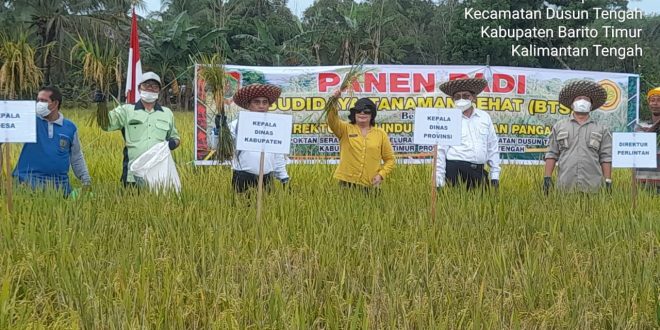 Panen Padi