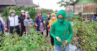 Ketua TP PKK