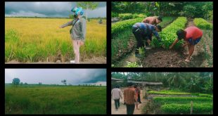 Petani